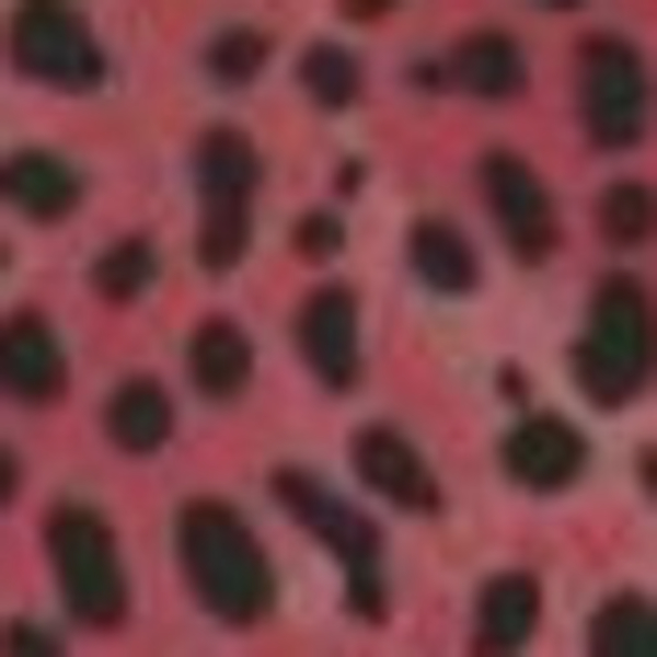Ruby Leopard